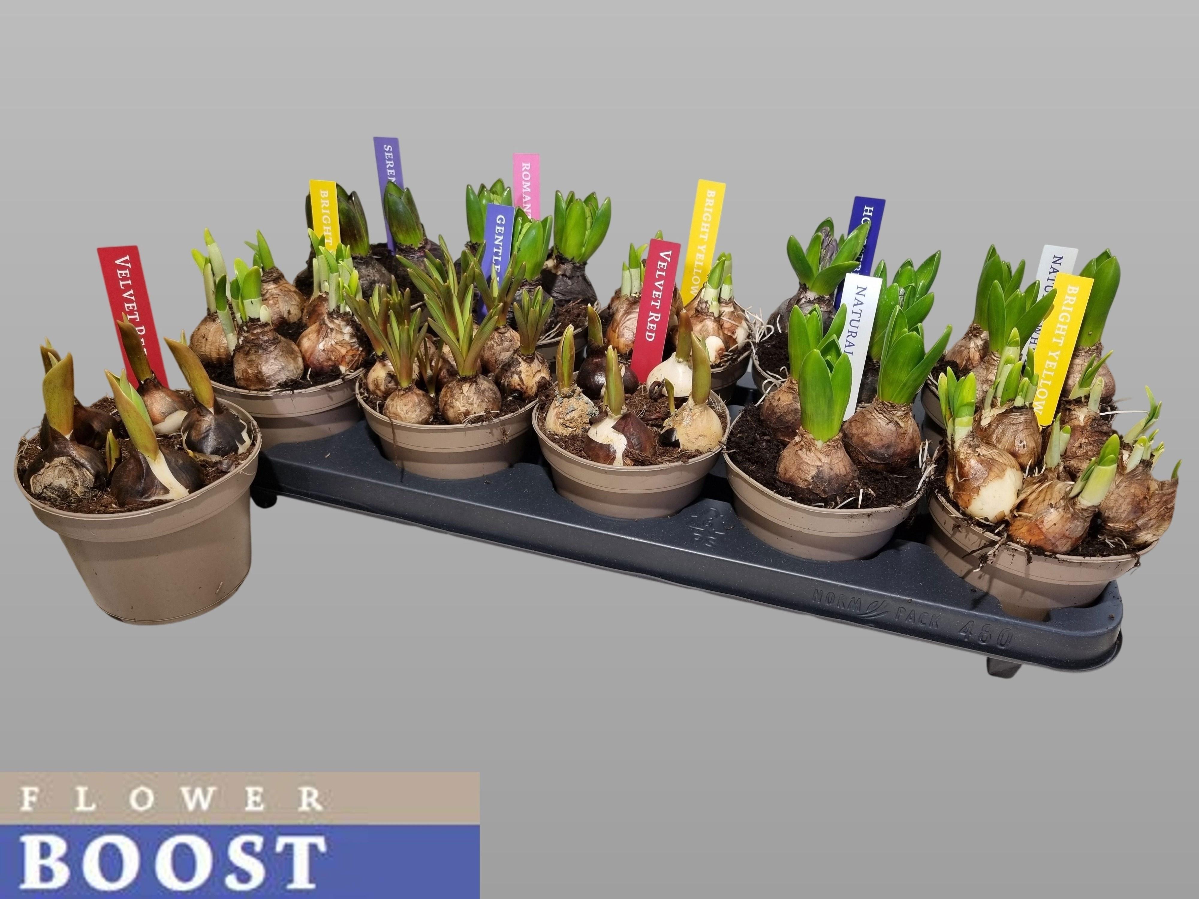 Горшечные цветы и растения оптом Bolbloemen Gem от 10шт из Голландии с доставкой по России