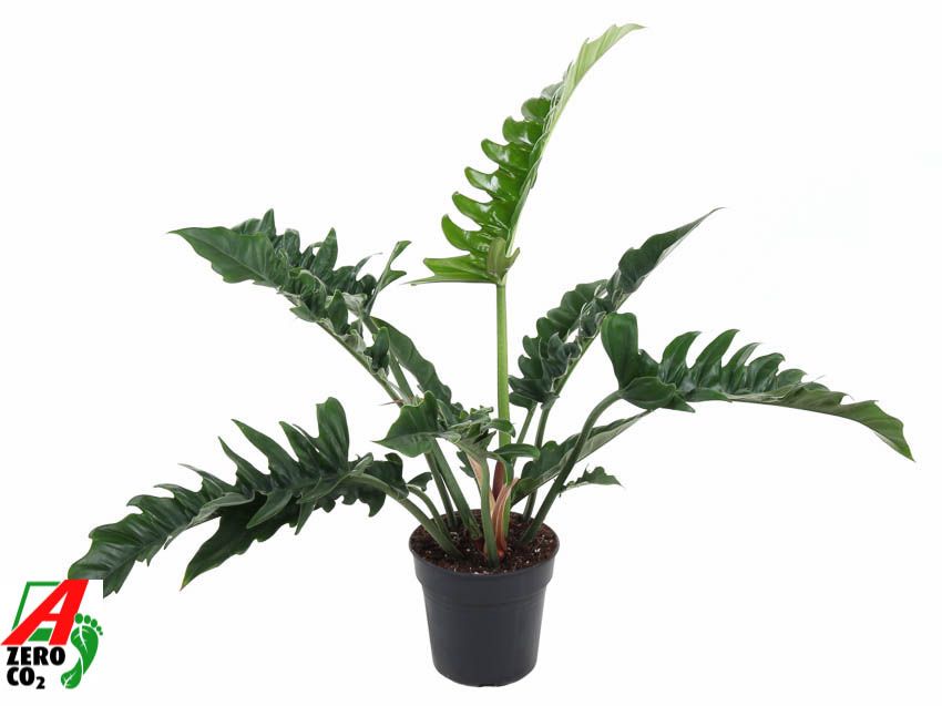 Горшечные цветы и растения оптом Philodendron Narrow от 1шт из Голландии с доставкой по России