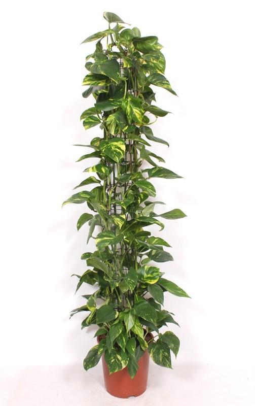 Горшечные цветы и растения оптом Epipremnum Aureum Piramide от 1шт из Голландии с доставкой по России