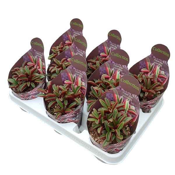 Горшечные цветы и растения оптом Peperomia Graveolens Ruby Glow Potcover от 8шт из Голландии с доставкой по России