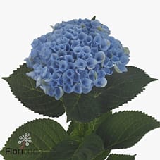 Срезанные цветы оптом Hydrangea mag revolution от 10шт из Голландии с доставкой по России