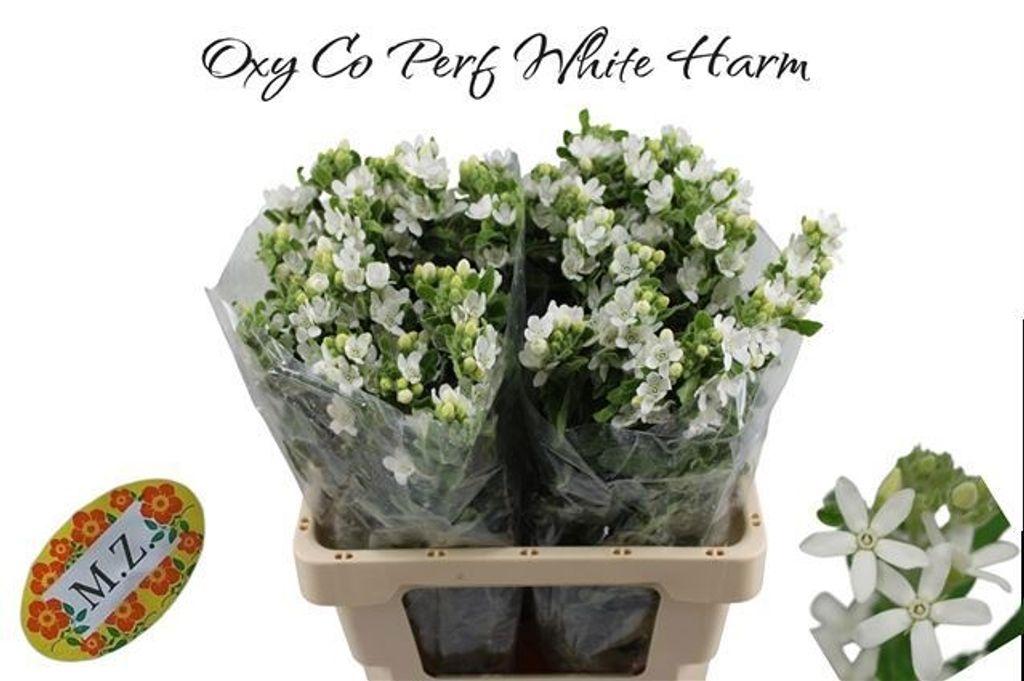 Срезанные цветы оптом Oxypetalum perfect white harmony от 40шт из Голландии с доставкой по России