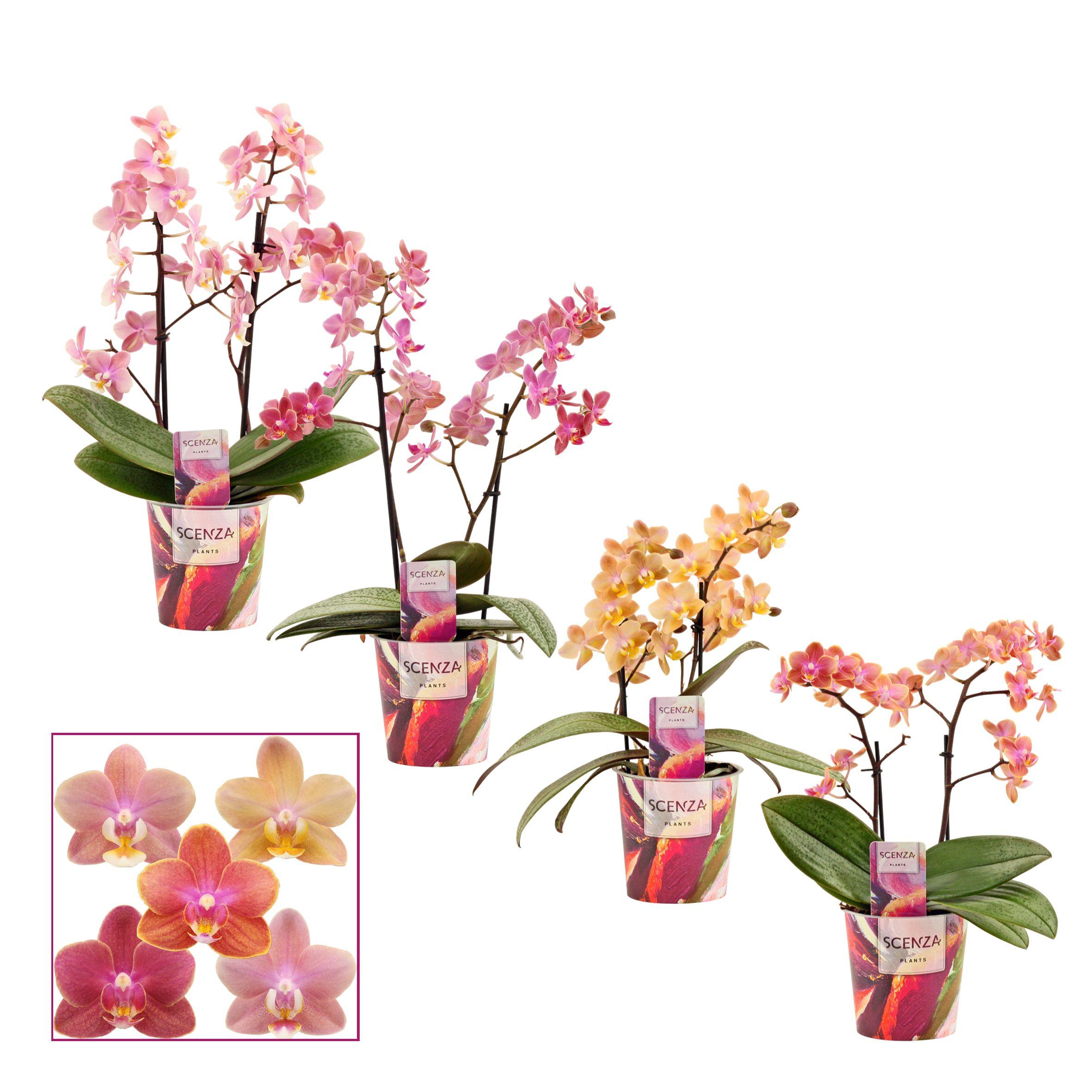 Горшечные цветы и растения оптом Phal 2st Aroma Mix (scenza) от 6шт из Голландии с доставкой по России