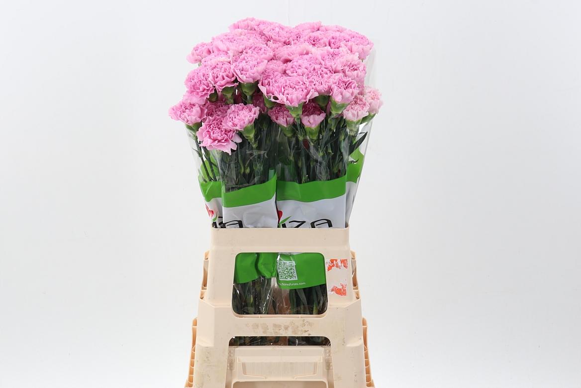 Срезанные цветы оптом Dianthus st deep faith от 80шт из Голландии с доставкой по России