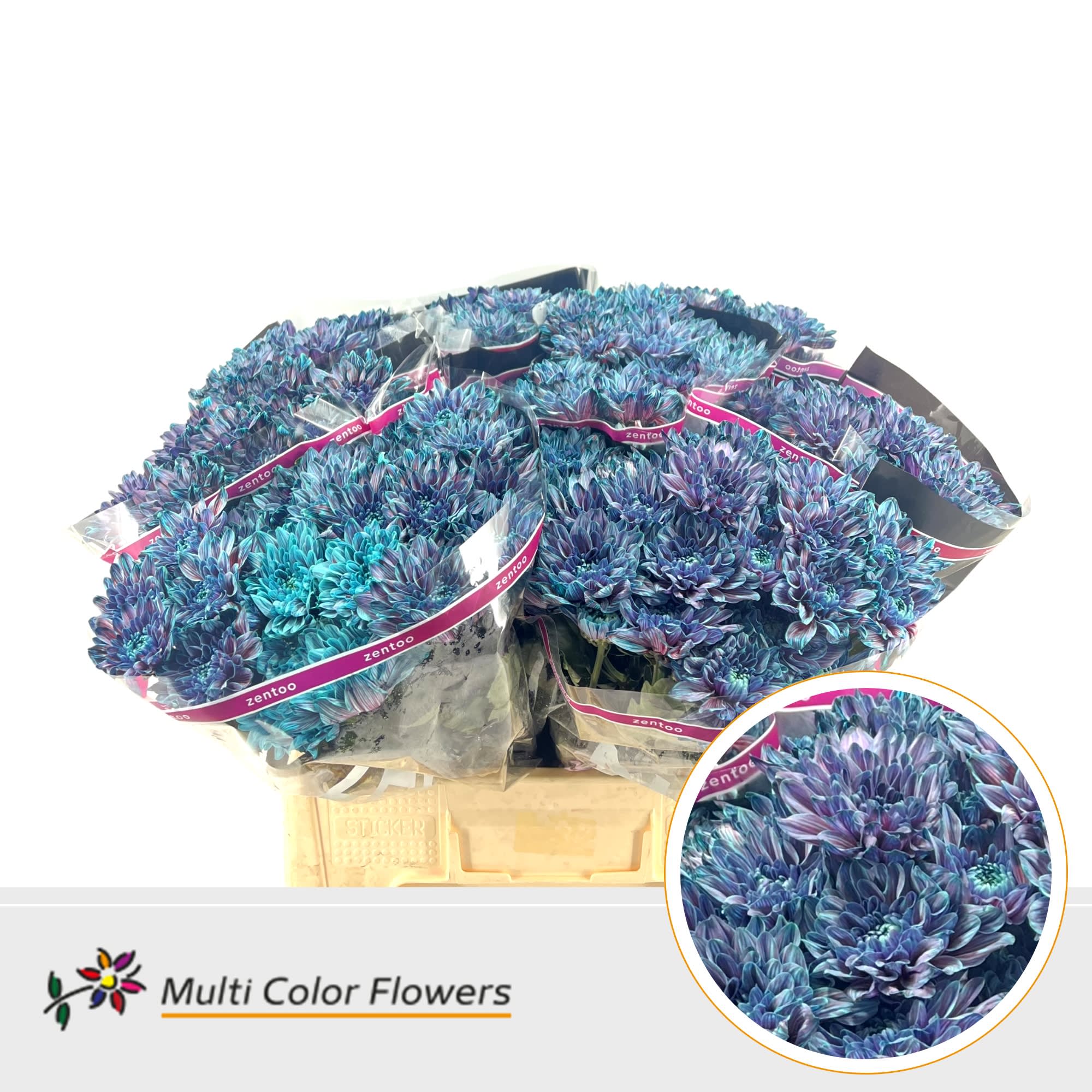 Срезанные цветы оптом Chrys sp paint altaj terra blue от 40шт из Голландии с доставкой по России