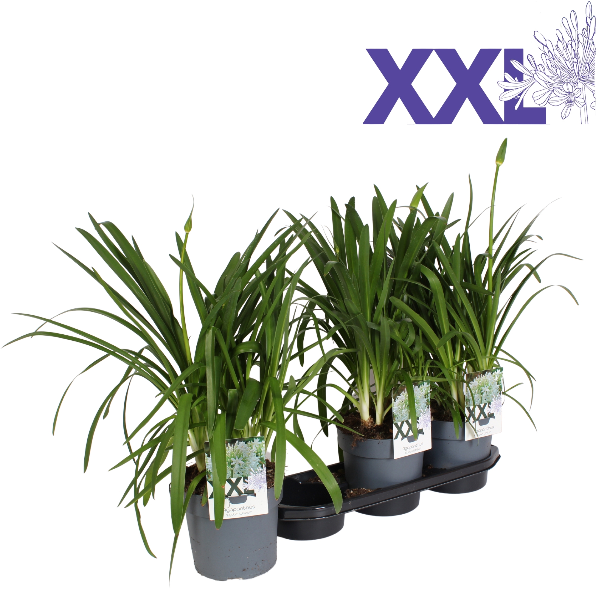 Горшечные цветы и растения оптом Agapanthus 5 St от 3шт из Голландии с доставкой по России