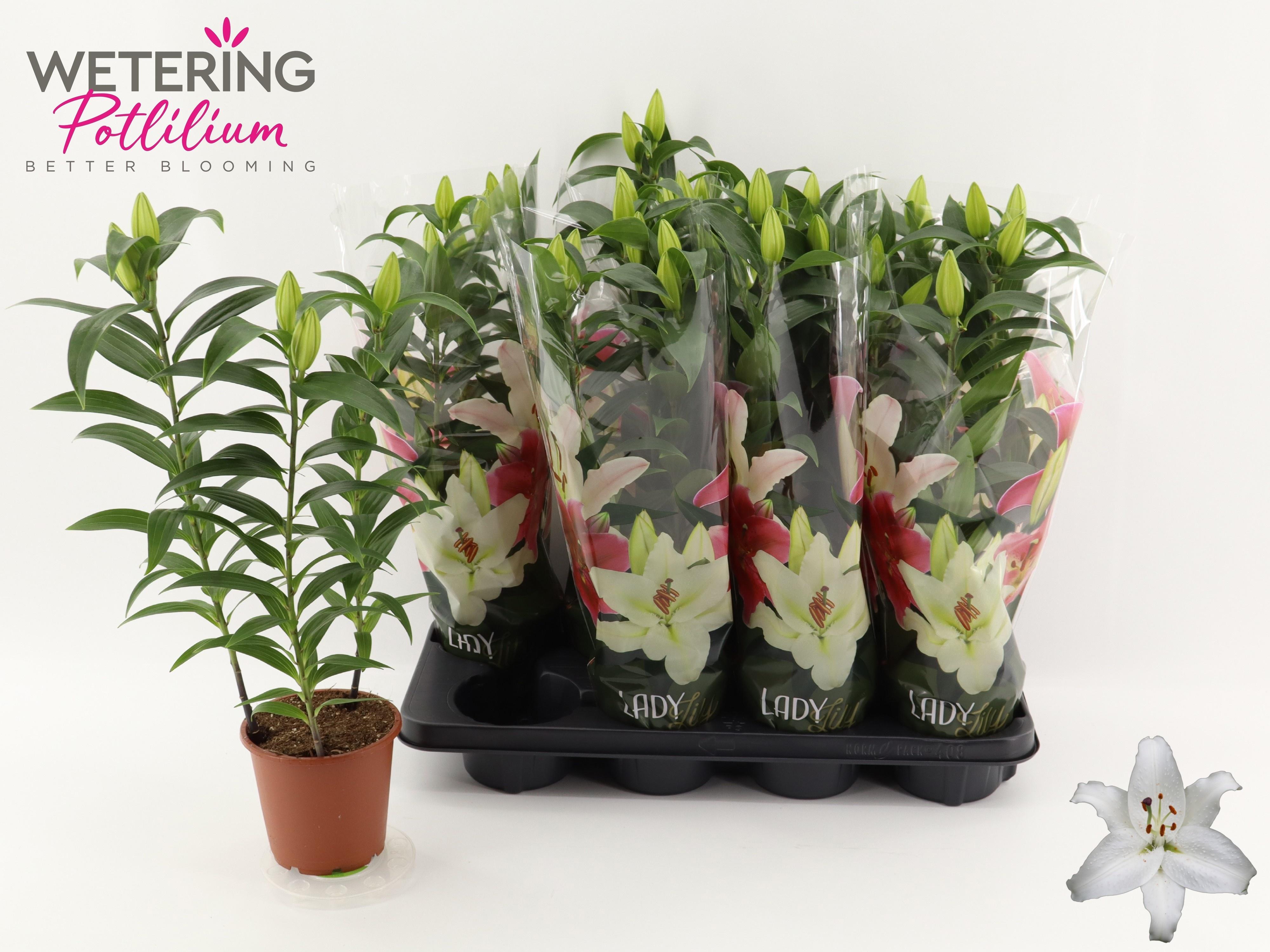 Горшечные цветы и растения оптом Lil Or Sun Bahamas от 8шт из Голландии с доставкой по России