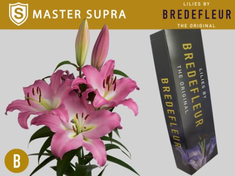 Срезанные цветы оптом Lilium or master от 30шт. из Голландии с доставкой по России