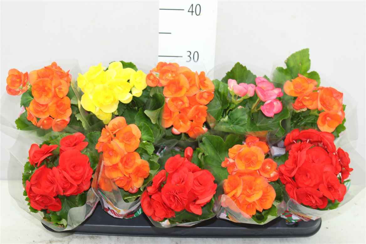 Горшечные цветы и растения оптом Begonia Du Gemengd от 10шт из Голландии с доставкой по России