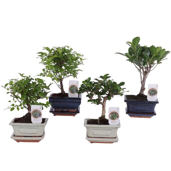 Горшечные цветы и растения оптом Bonsai Mix In Ceramic With Saucer от 13шт из Голландии с доставкой по России