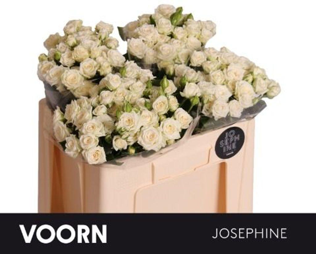 Срезанные цветы оптом Rosa spray josephine от 50шт из Голландии с доставкой по России