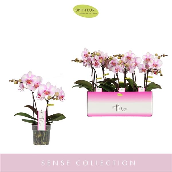 Горшечные цветы и растения оптом Phal 2st Mymonro Make-up от 6шт из Голландии с доставкой по России