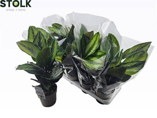 Горшечные цветы и растения оптом Calat Beautystar от 8шт из Голландии с доставкой по России