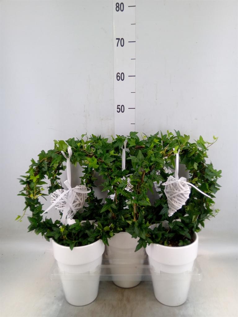 Горшечные цветы и растения оптом Hedera   ...green Leafed от 5шт из Голландии с доставкой по России