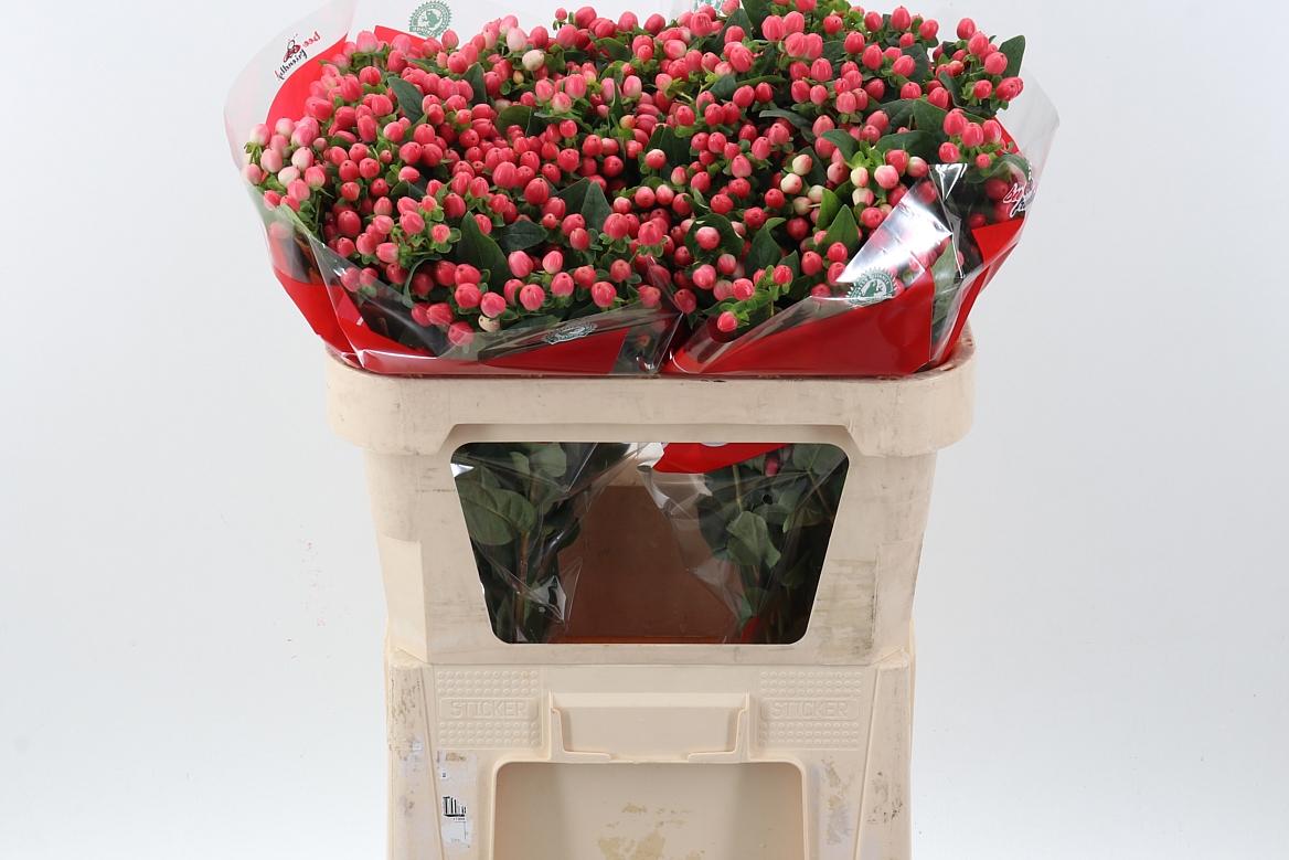 Срезанные цветы оптом Hypericum shiney romance от 50шт из Голландии с доставкой по России
