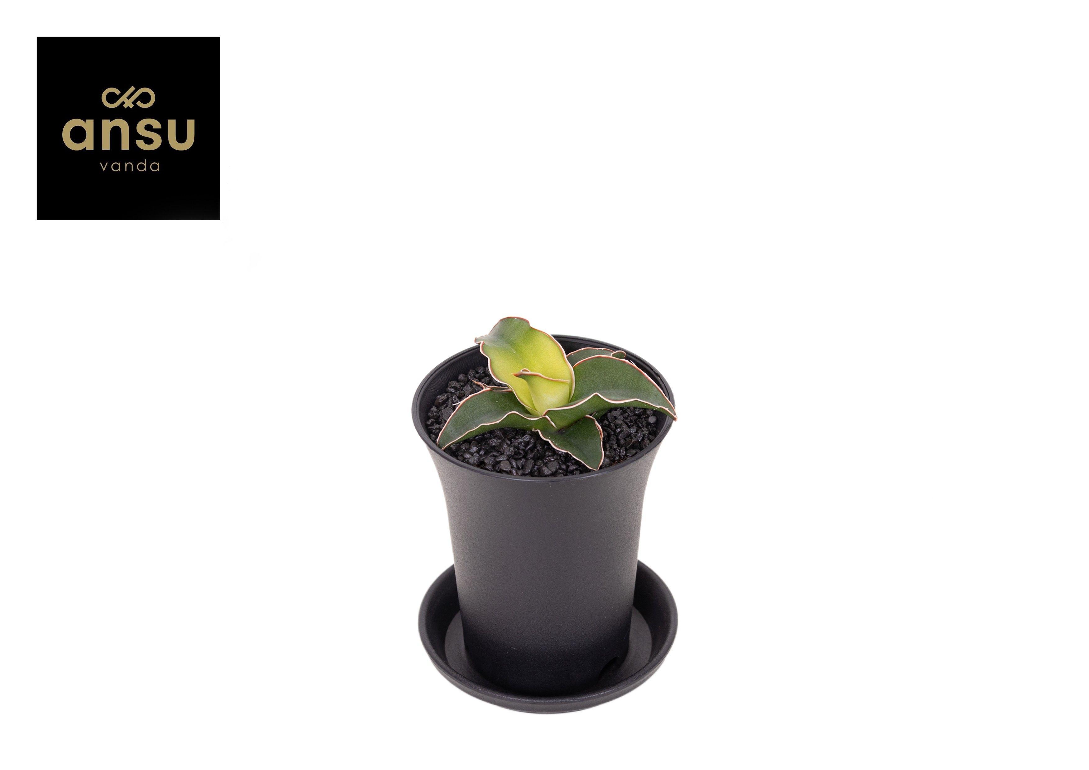 Горшечные цветы и растения оптом Sansevieria Star Canary In Sierpot от 6шт (для телеги) из Голландии с доставкой по России