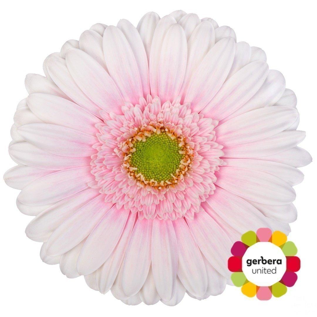Срезанные цветы оптом Gerbera michelle от 25шт из Голландии с доставкой по России