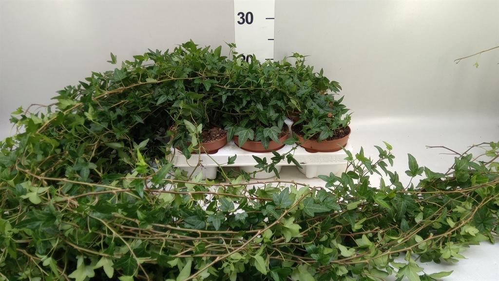 Горшечные цветы и растения оптом Hedera Helix shamrock от 6шт из Голландии с доставкой по России