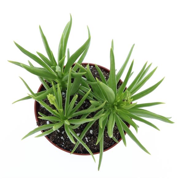 Горшечные цветы и растения оптом Peperomia Happy Bean от 12шт (для телеги) из Голландии с доставкой по России