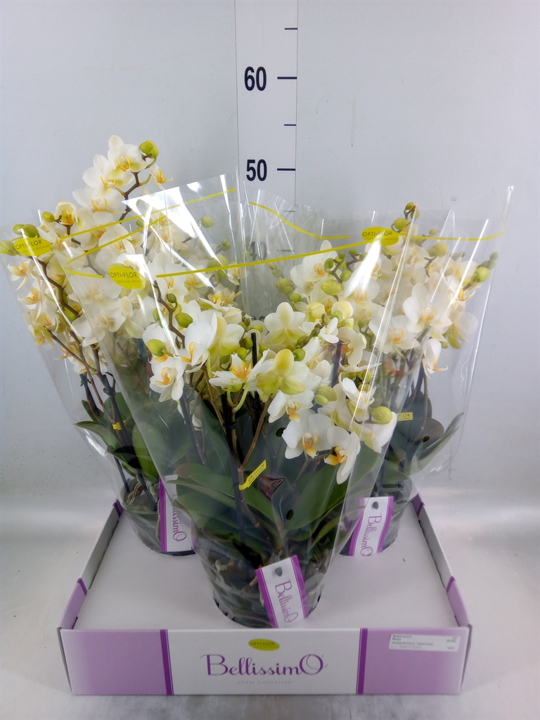 Горшечные цветы и растения оптом Phalaenopsis Multi.   ...white от 3шт из Голландии с доставкой по России