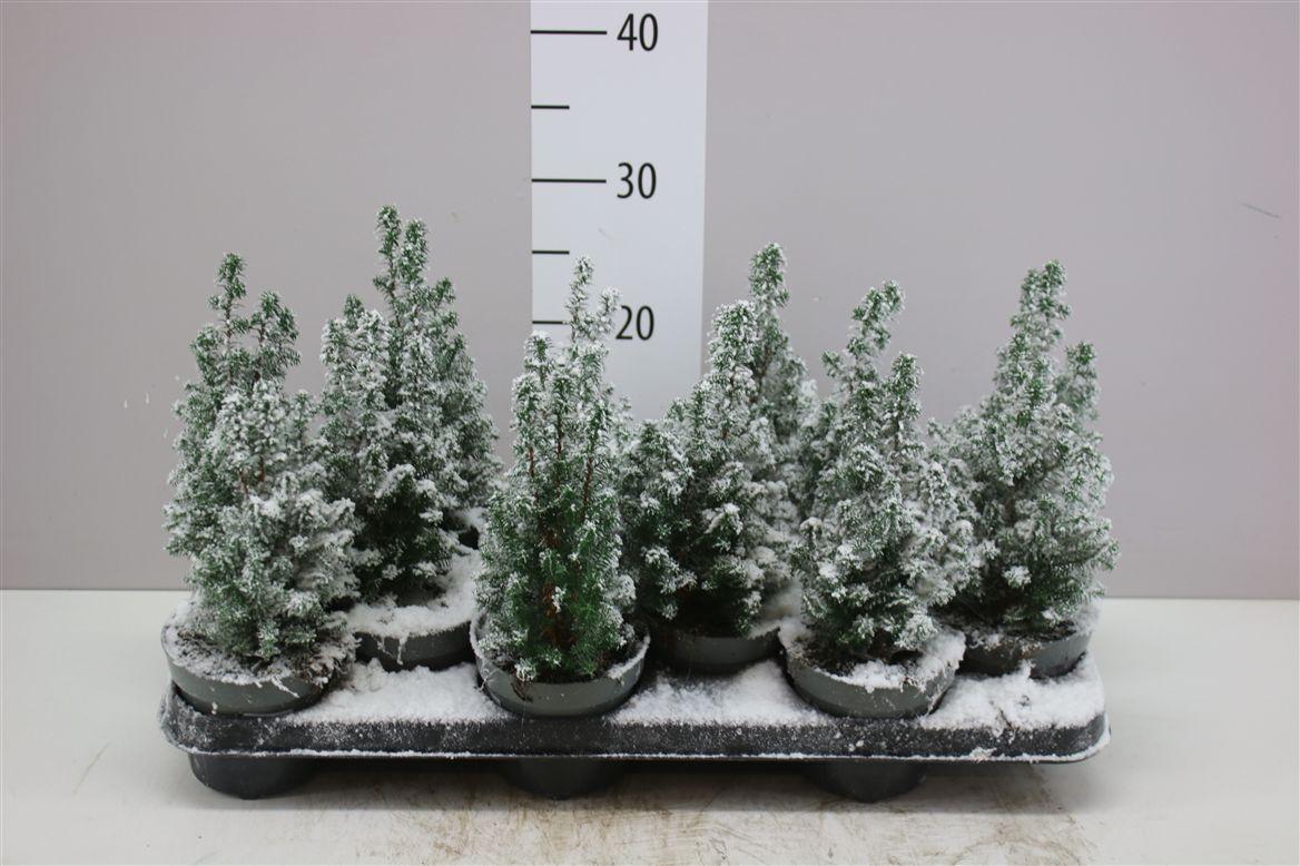 Горшечные цветы и растения оптом Chamaecyparis Th Top Point Snow от 12шт из Голландии с доставкой по России
