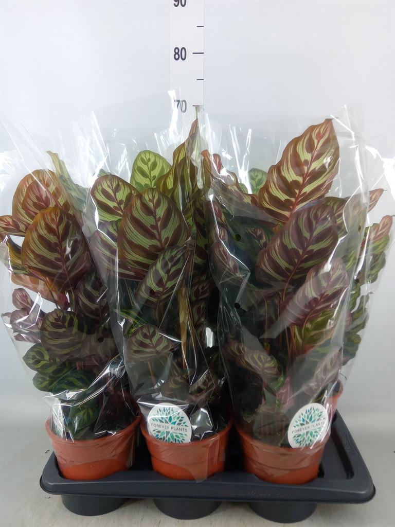 Горшечные цветы и растения оптом Calathea Makoyana от 6шт из Голландии с доставкой по России