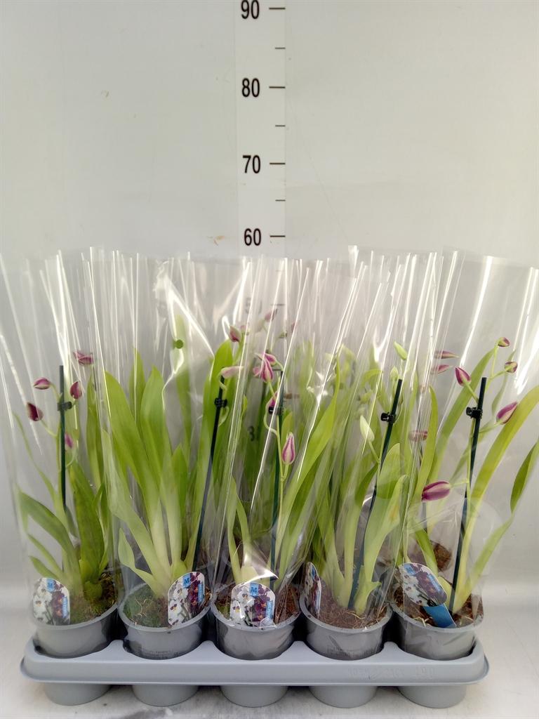 Горшечные цветы и растения оптом Miltoniopsis   ... от 10шт из Голландии с доставкой по России