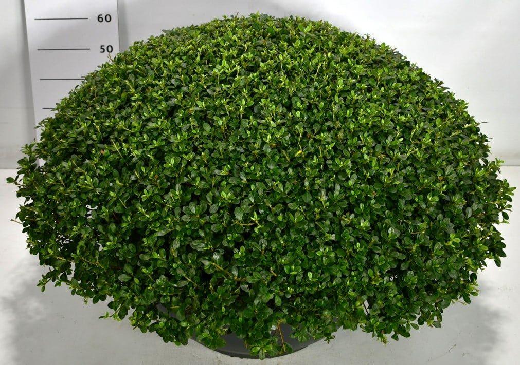 Горшечные цветы и растения оптом Rhododendron (aj) Amoenum от 1шт из Голландии с доставкой по России