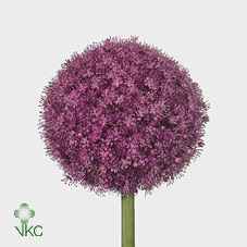 Срезанные цветы оптом Allium giganteum от 25шт из Голландии с доставкой по России