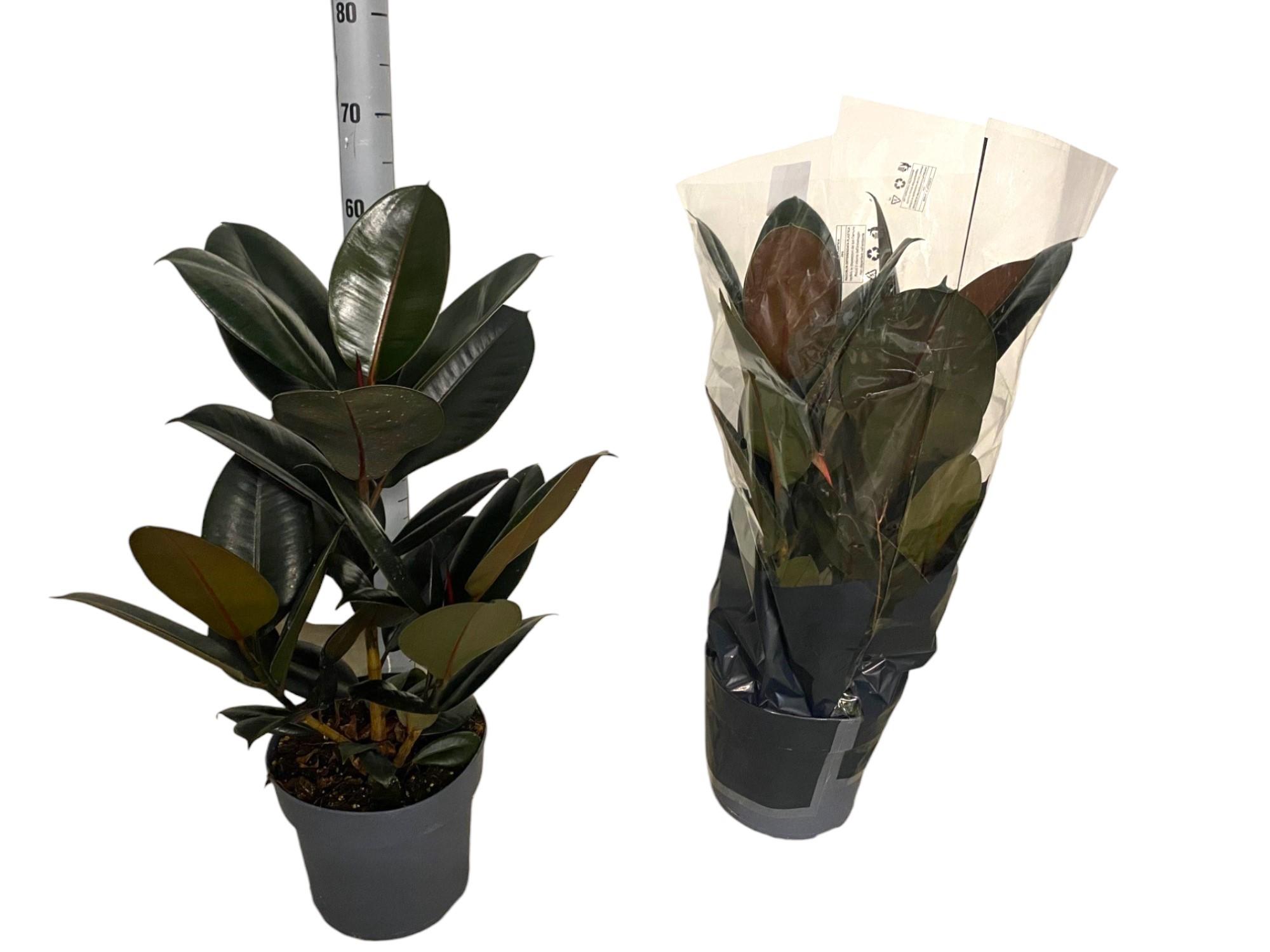 Горшечные цветы и растения оптом Fic El Abidjan от 1шт из Голландии с доставкой по России