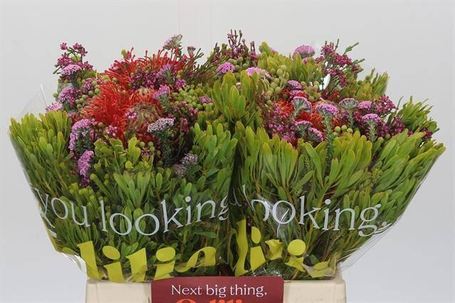 Срезанные цветы оптом Nutans bq red 3 flower от 4шт из Голландии с доставкой по России