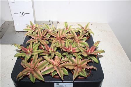 Горшечные цветы и растения оптом Cryptan Gem от 14шт (для телеги) из Голландии с доставкой по России