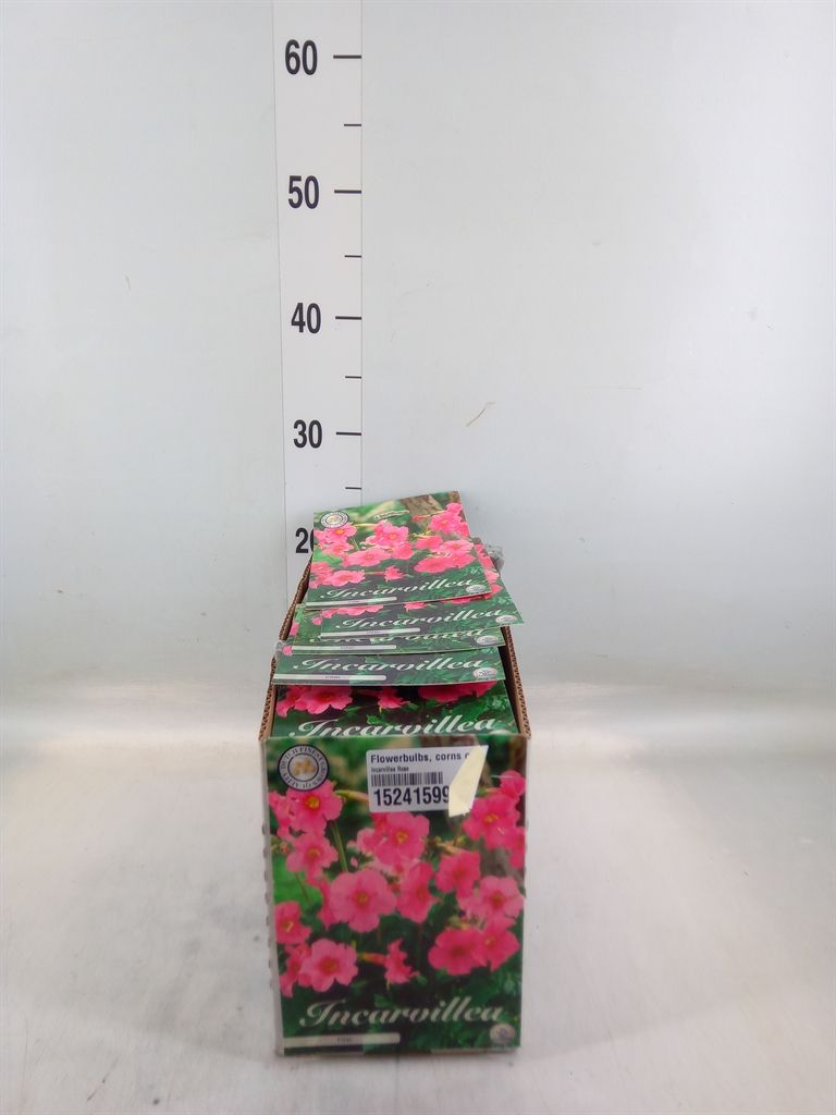 Горшечные цветы и растения оптом Flowerbulbs, Corns Or Tubers   ... от 10шт'' из Голландии с доставкой по России