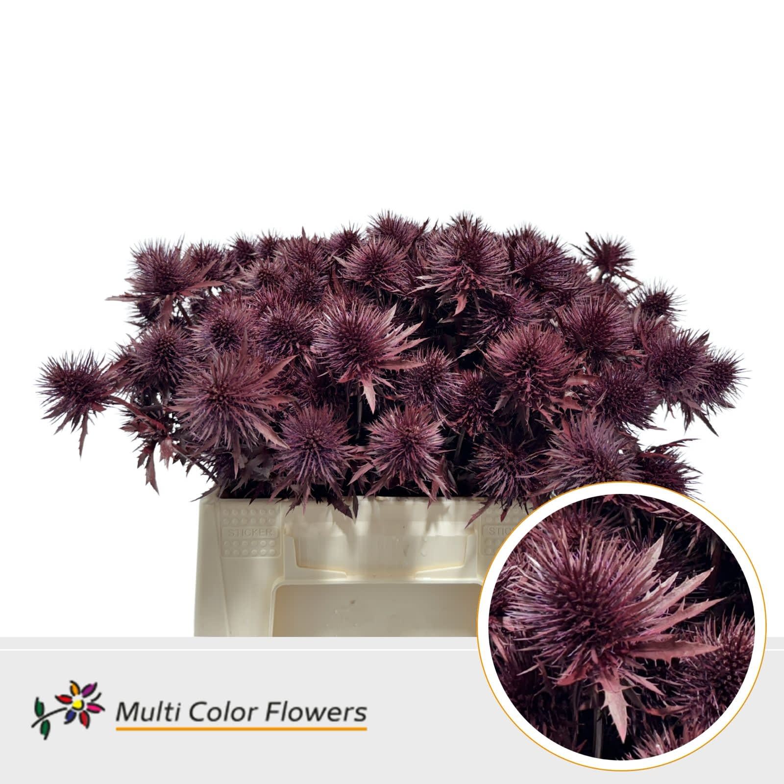 Срезанные цветы оптом Eryngium paint bordeaux от 60шт из Голландии с доставкой по России