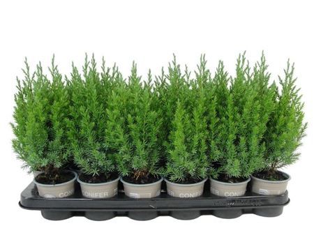 Горшечные цветы и растения оптом Juniperus Chin Stricta от 18шт (для телеги) из Голландии с доставкой по России