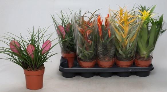 Горшечные цветы и растения оптом Bromelia Gem от 10шт из Голландии с доставкой по России