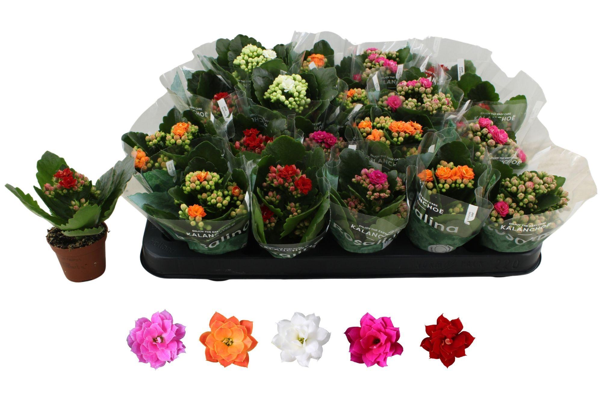 Горшечные цветы и растения оптом Kal Ge Ro Gem 5 Kl от 20шт (для телеги) из Голландии с доставкой по России