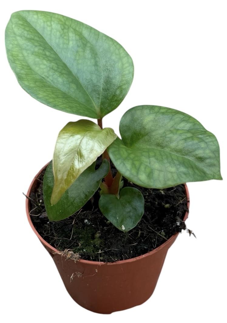 Горшечные цветы и растения оптом Anthurium Pinkleyi от 1шт (для телеги) из Голландии с доставкой по России