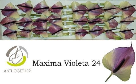 Срезанные цветы оптом Anthurium maxima violeta от 40шт.. из Голландии с доставкой по России