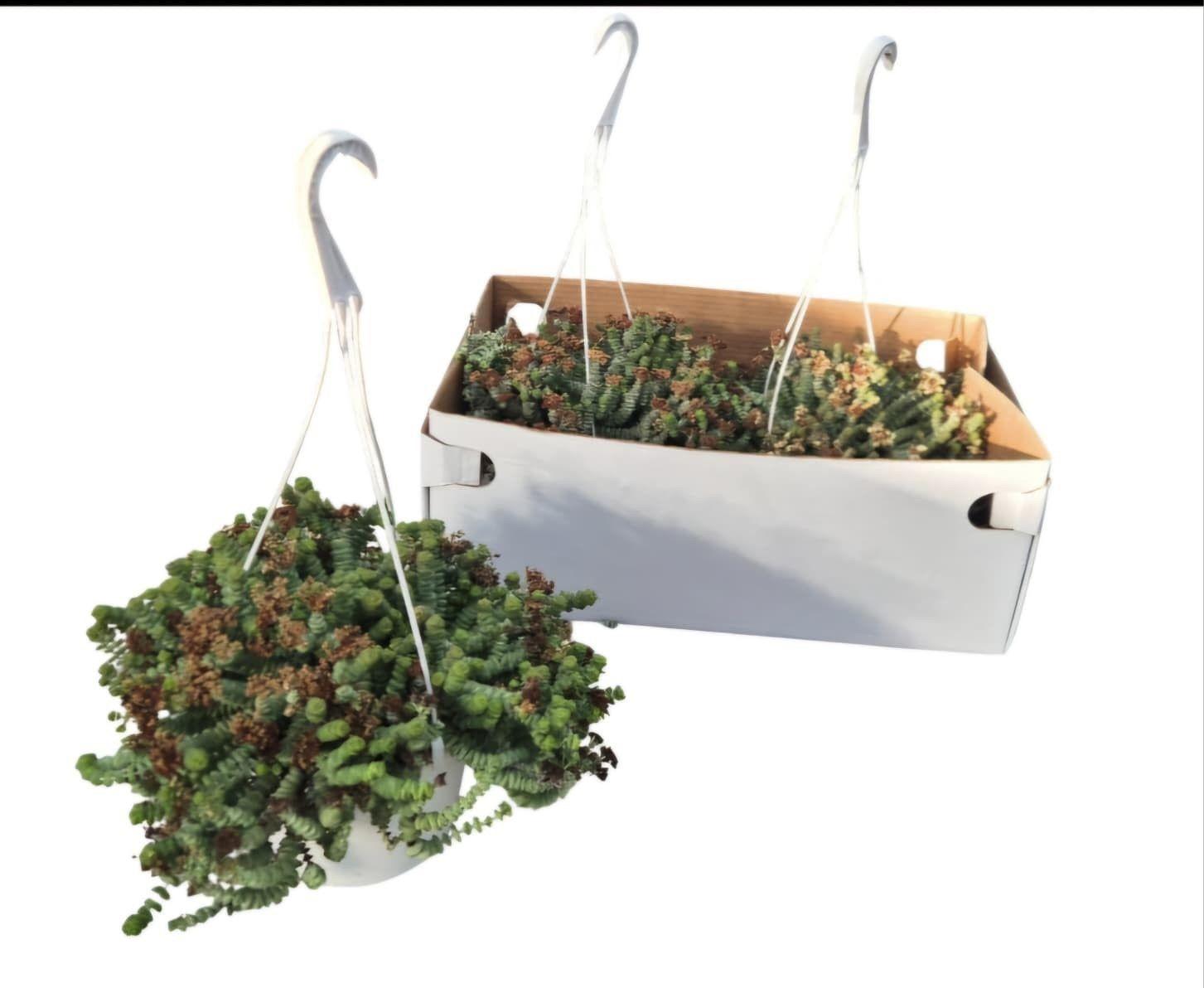 Горшечные цветы и растения оптом Crass Marnieriana от 2шт из Голландии с доставкой по России