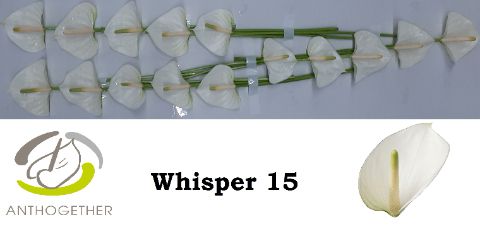 Срезанные цветы оптом Anthurium whisper от 15шт из Голландии с доставкой по России