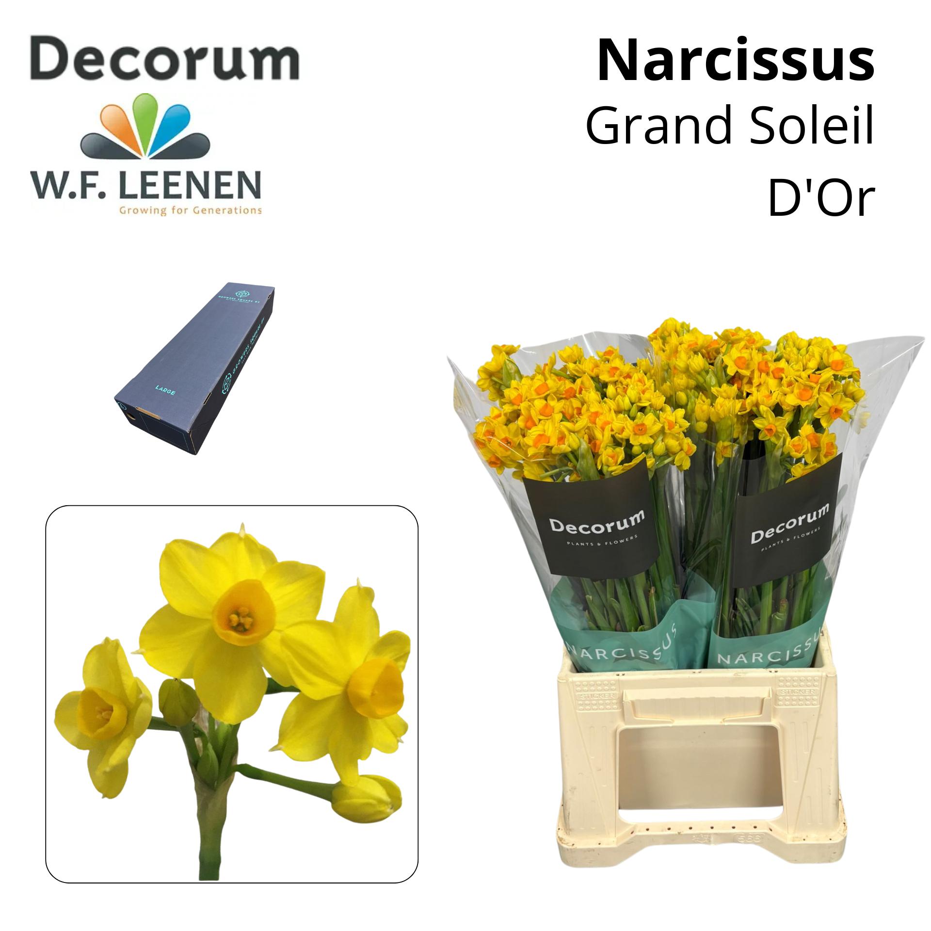 Срезанные цветы оптом Narcissus sp soleil dor in box от 300шт из Голландии с доставкой по России