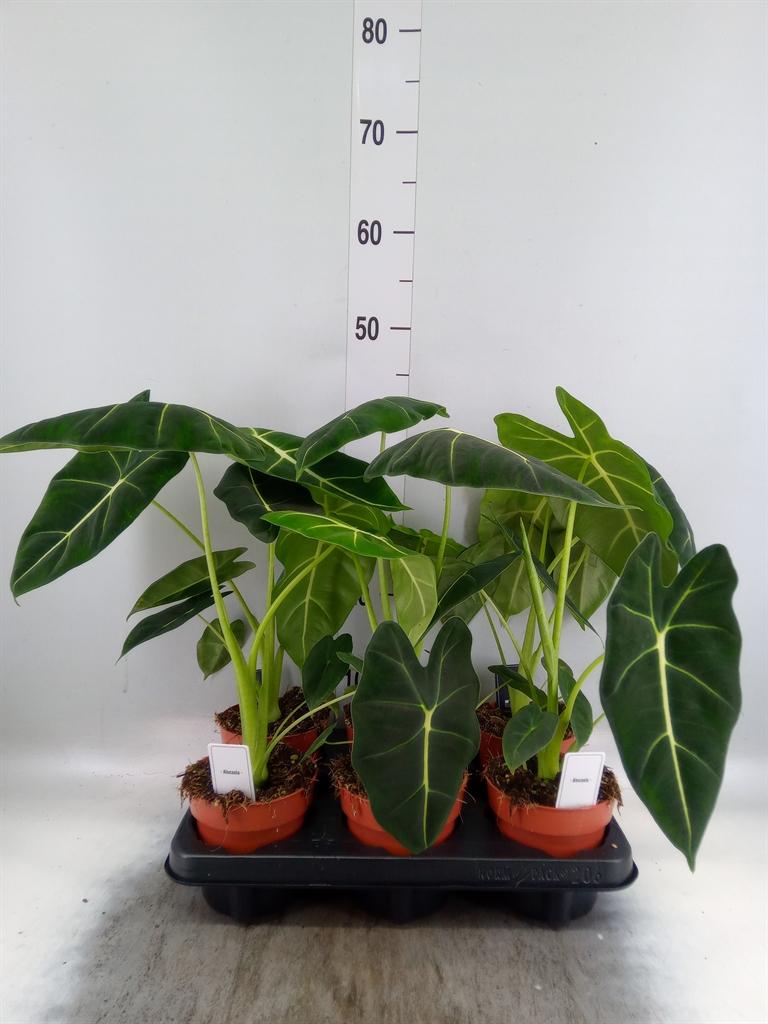 Горшечные цветы и растения оптом Alocasia   ... от 6шт (для телеги) из Голландии с доставкой по России