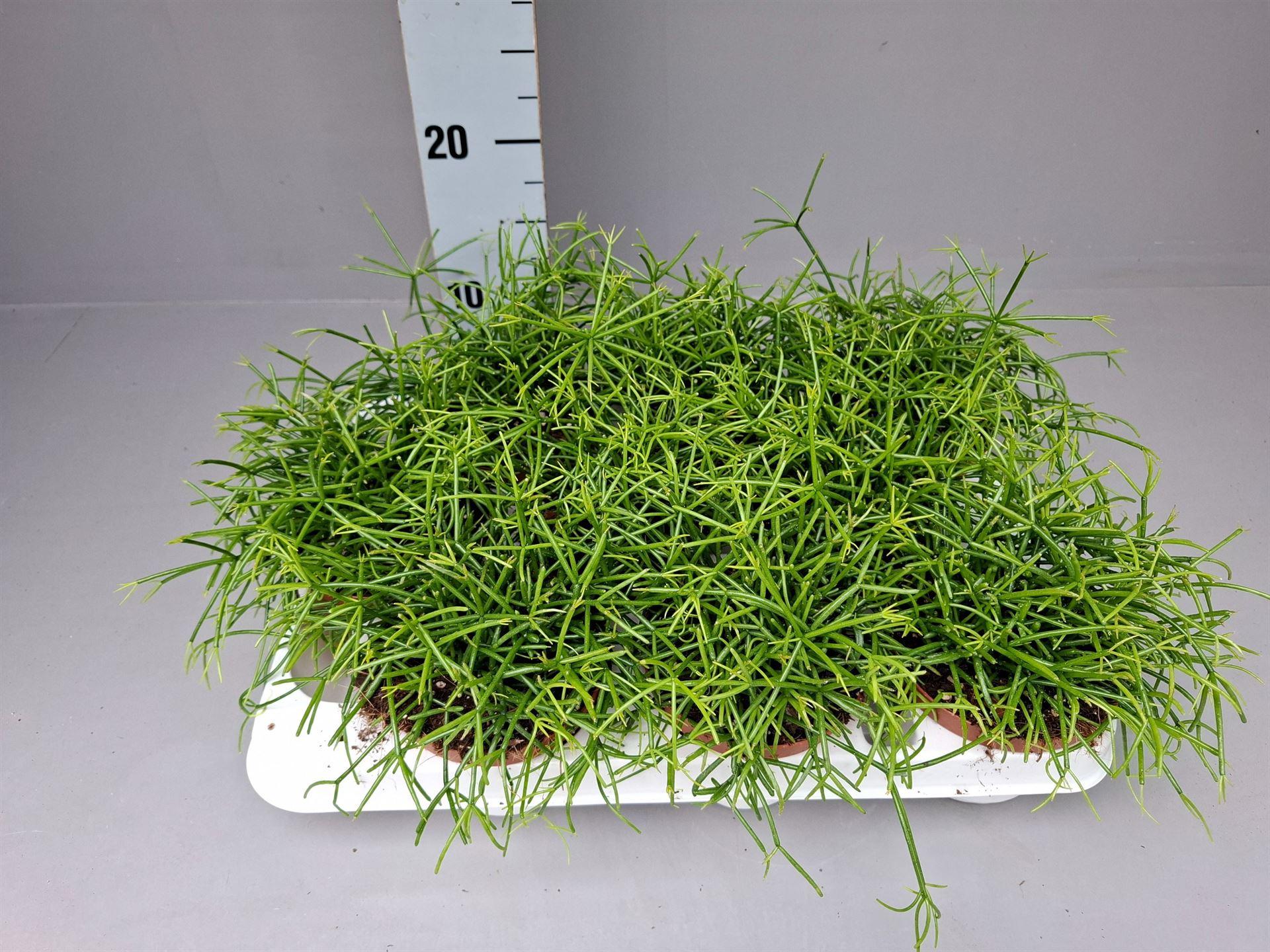 Горшечные цветы и растения оптом Rhipsalis Baccifera oasis от 9шт из Голландии с доставкой по России
