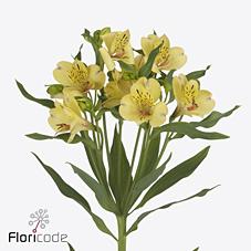 Срезанные цветы оптом Alstroemeria morning star от 80шт из Голландии с доставкой по России