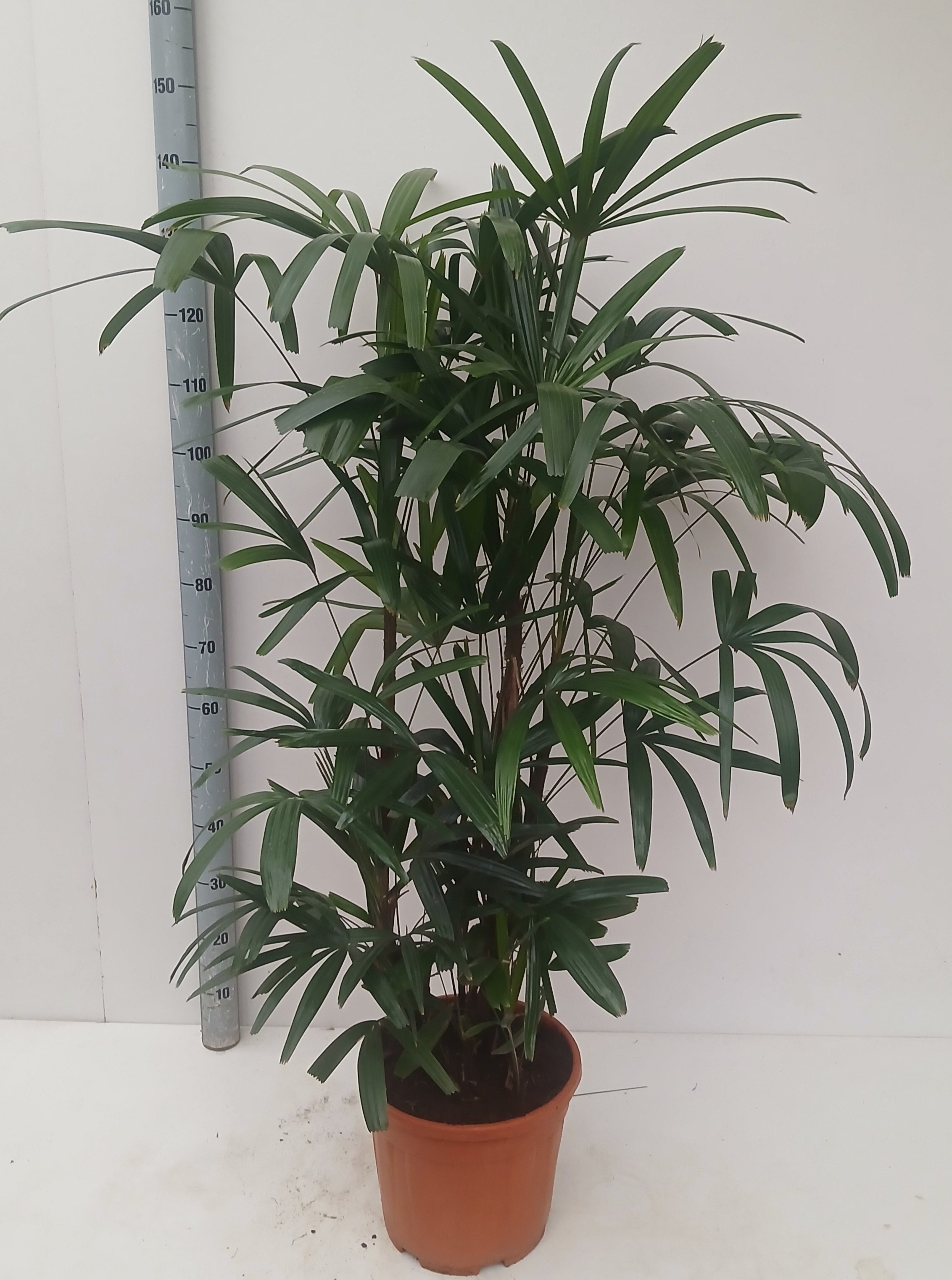 Горшечные цветы и растения оптом Rhapis Excelsa от 1шт из Голландии с доставкой по России