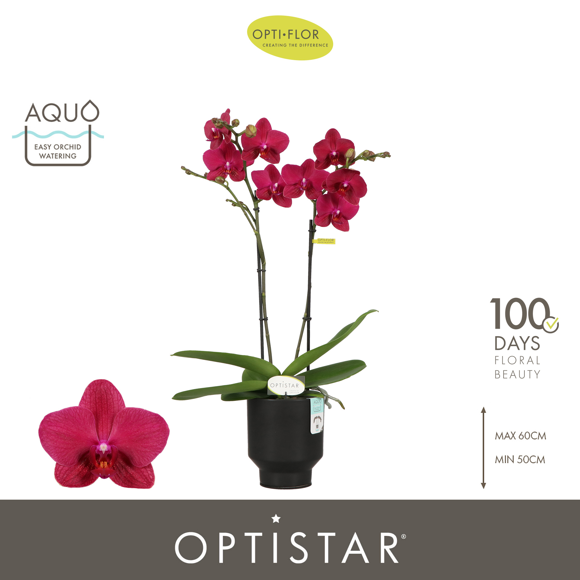 Горшечные цветы и растения оптом Phal 2st Travolta In Emilia Brown Aquo от 6шт из Голландии с доставкой по России