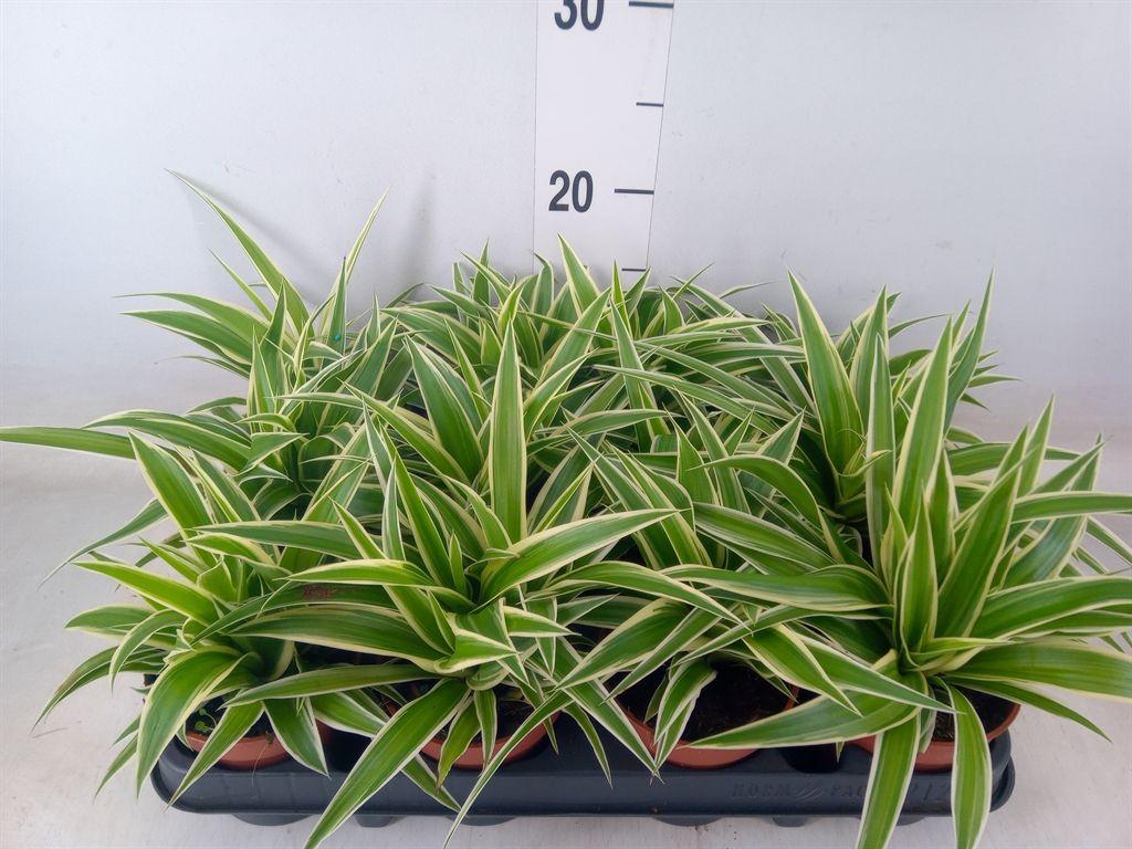 Горшечные цветы и растения оптом Chlorophytum Com. от 12шт (для телеги) из Голландии с доставкой по России