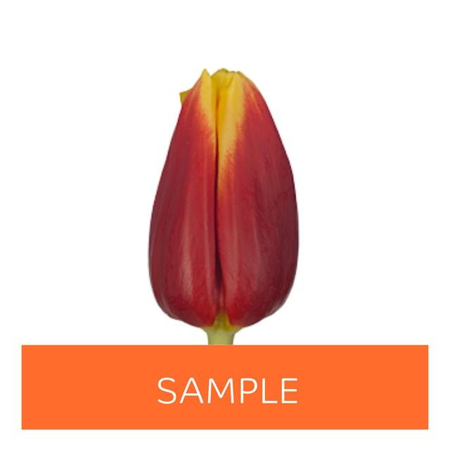 Срезанные цветы оптом Tulipa si (our choice) red - yellow от 150шт из Голландии с доставкой по России