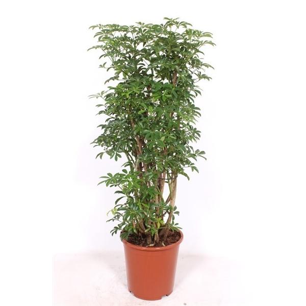 Горшечные цветы и растения оптом Schefflera Luseana от 1шт из Голландии с доставкой по России